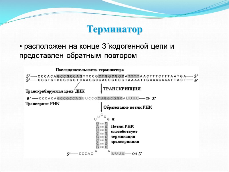 Терминатор   расположен на конце 3´кодогенной цепи и представлен обратным повтором